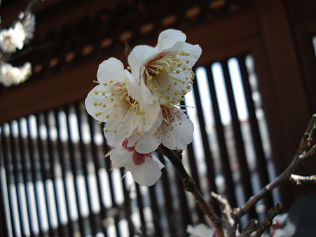 湯島天神 梅