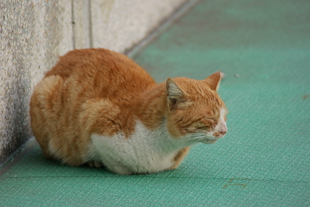 具合悪いからじっとしている