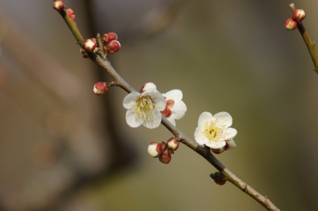 白梅 梅園 水元公園