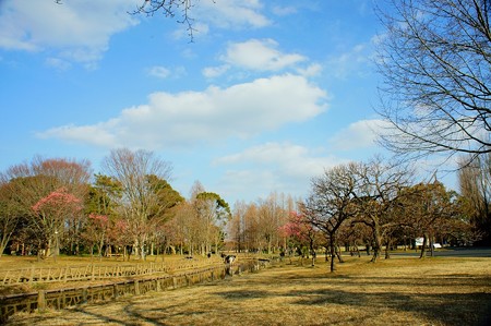 梅園 水元公園
