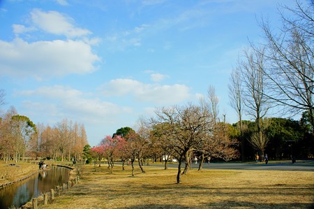 梅園 水元公園