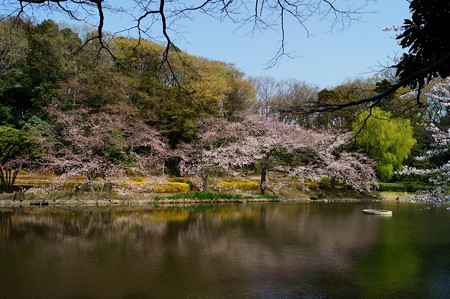 桜咲く　じゅんさい池緑地