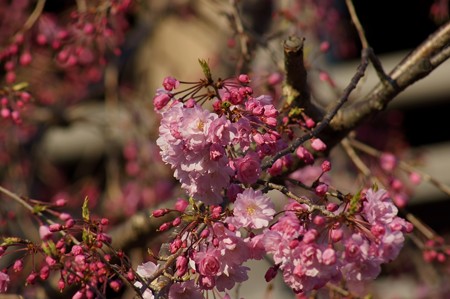 柴又帝釈天 八重紅枝垂れ