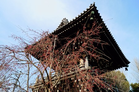 柴又帝釈天 大鐘楼と枝垂れ桜