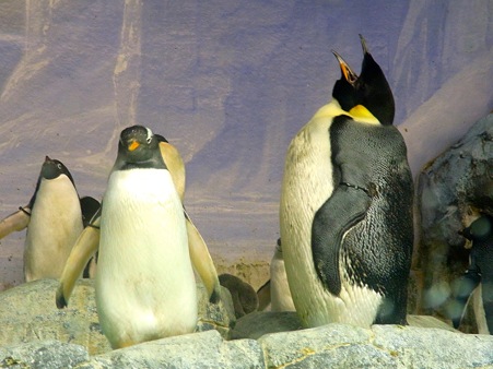 大きなお口のエンペさま 名古屋港水族館にて ペンギン讃歌