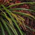 Photos: カンスゲ　Carex morrowii