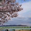 福島県庁近くの桜並木 4