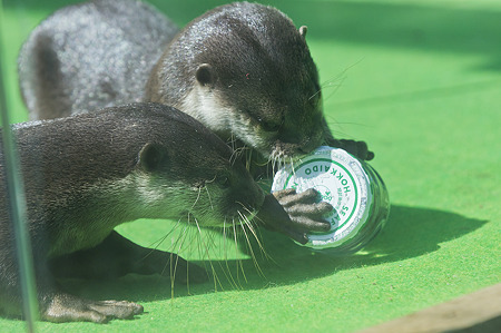 tokyowildlife110924088