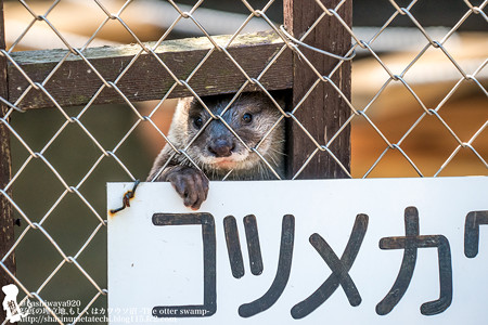 ikeda150328044