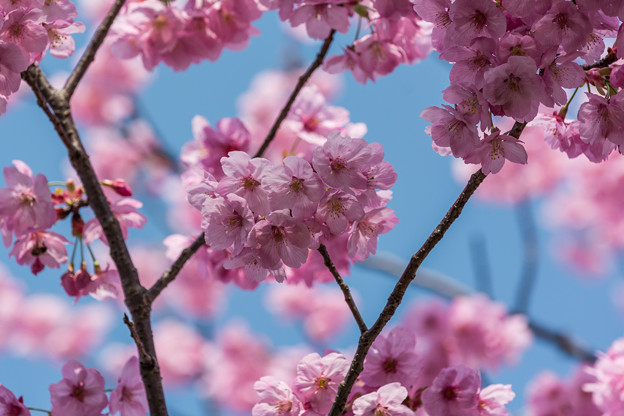 堀端の桜-1