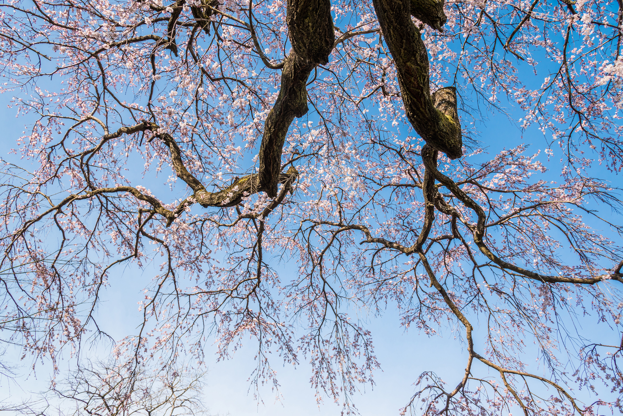 宝珠寺のしだれ桜-11