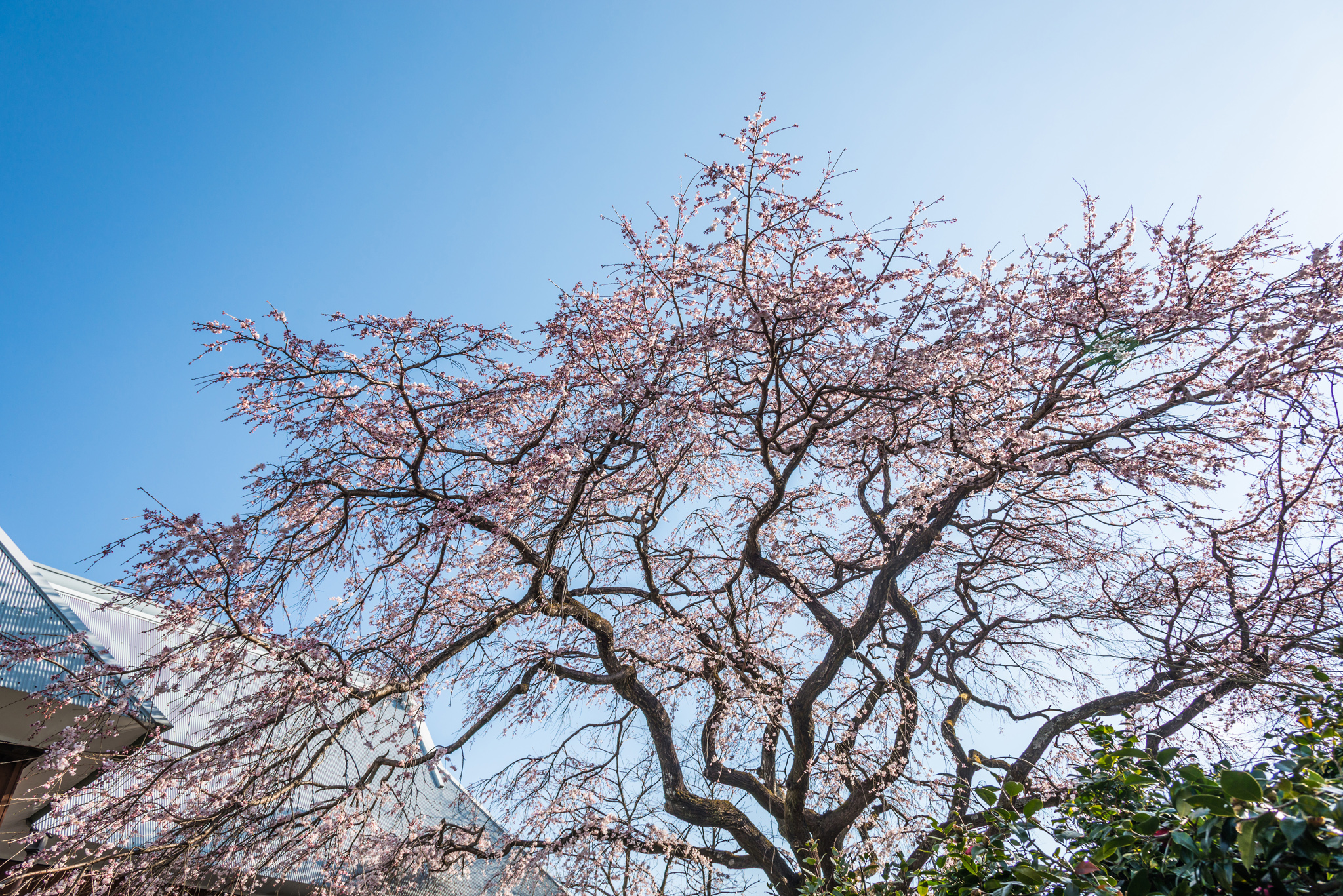 宝珠寺のしだれ桜-13