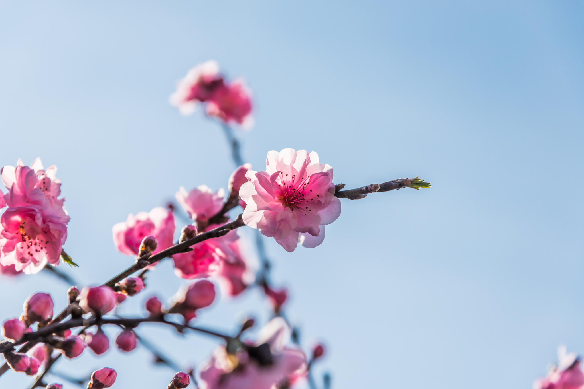 光蔵寺の桜