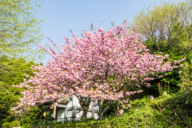石体の八重桜