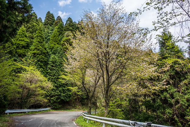 林道の桜-2