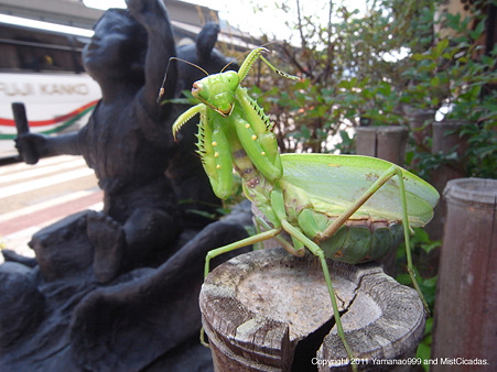 ハラビロカマキリ