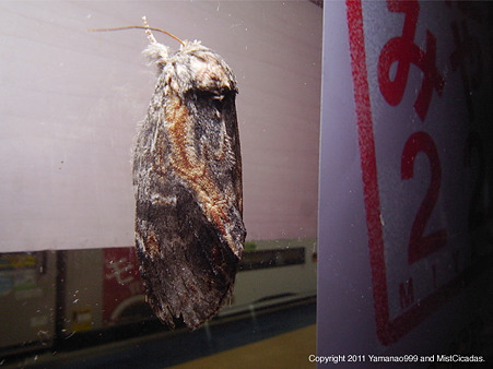 yamanao999_insect2011_427