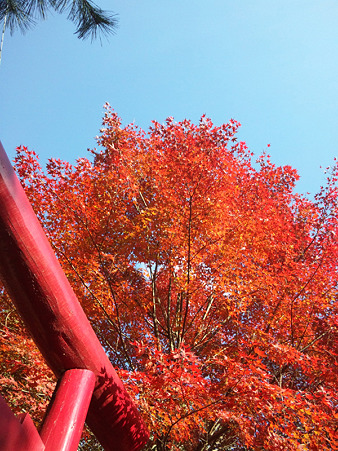岩屋堂紅葉5
