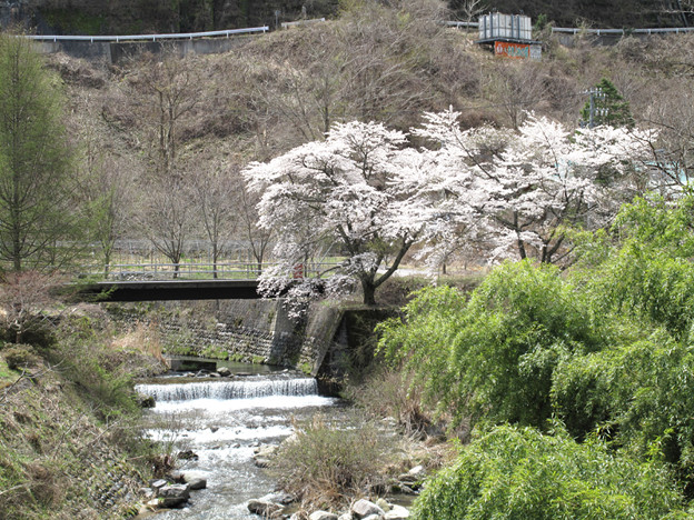 写真: IMG_9189 見ごろ