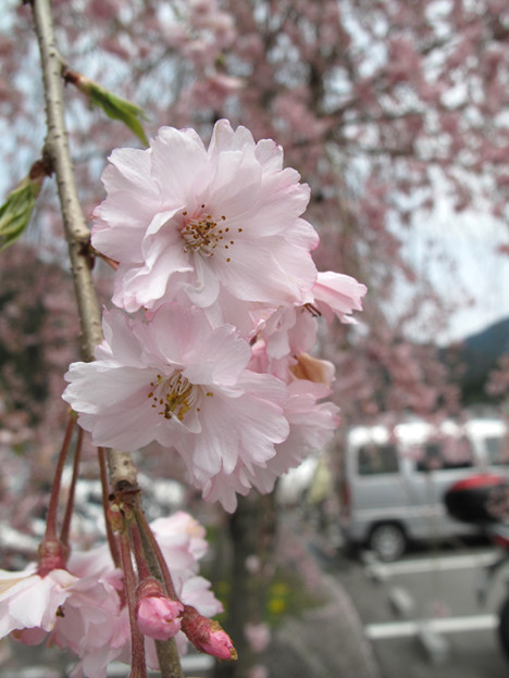 写真: IMG_9212 遠山郷しだれ桜