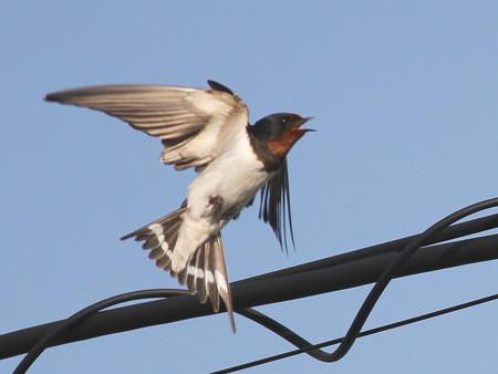 2015N0425Bẽco