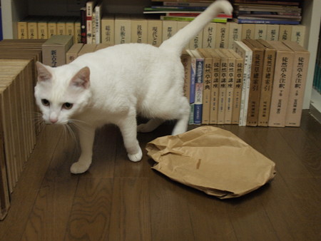 2015年5月28日のシロちゃん(2歳)
