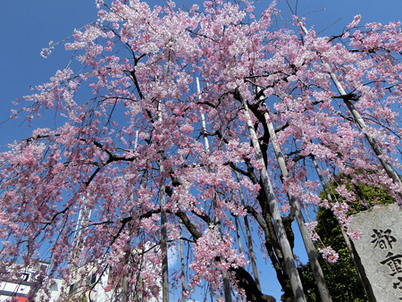 しだれ桜