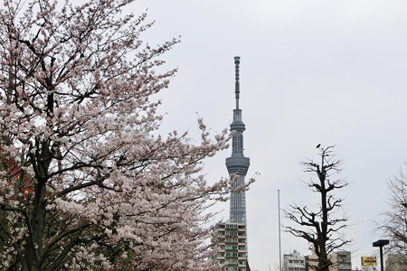 桜とスカイツリー
