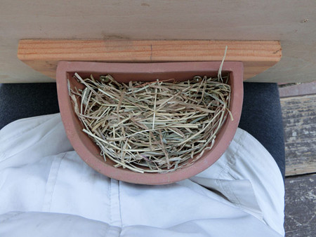 人工巣swallow bowl
