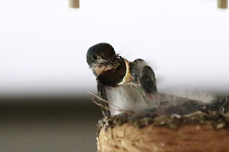 こんなに食べれる?