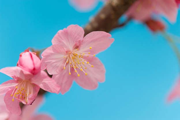 【本牧山頂公園(横浜緋桜)】B5