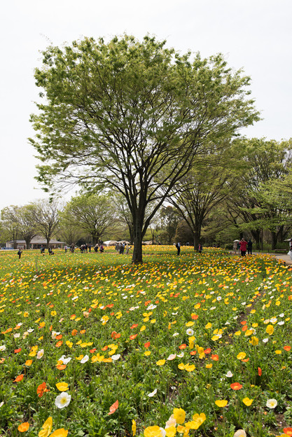 【昭和記念公園(ポピー)】2