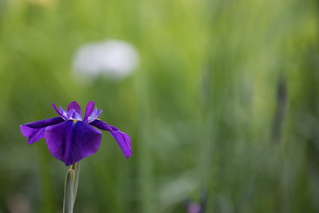 【正覚寺の花菖蒲(紫)】2