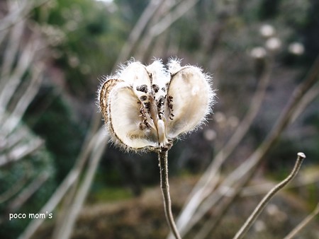 龍安寺 西の庭の芙蓉2015年01月11日_P1110057