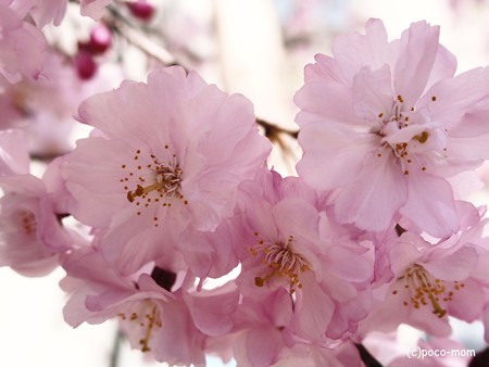桜2015年03月31日_P3310051