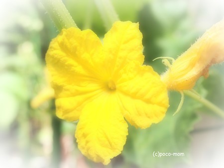 P52407351