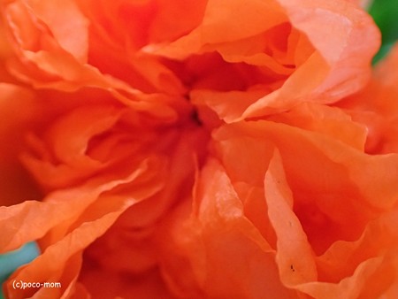 オリンパス GT-4 でザクロの花を撮る P60502671