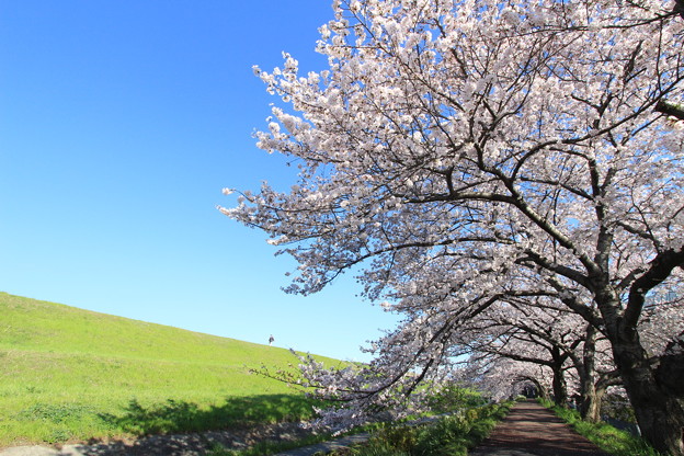 桜(1)