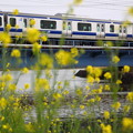 菜の花とE531系