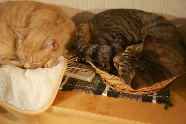 二匹の同居猫昼寝