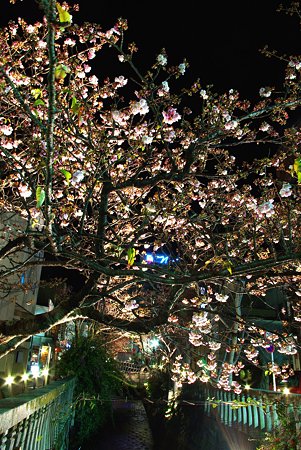 今年最初の｢桜便り｣　夜桜　あたみ桜(5)