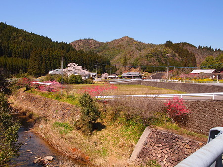2012 桜