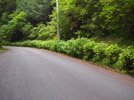 北郷 椎野
