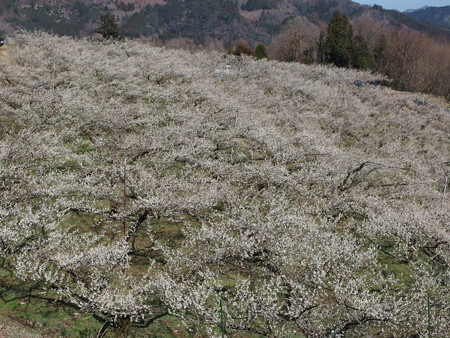 P3080183