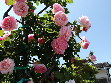 P5081805