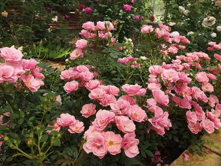 P5222098