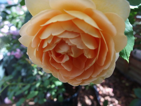 P5222135