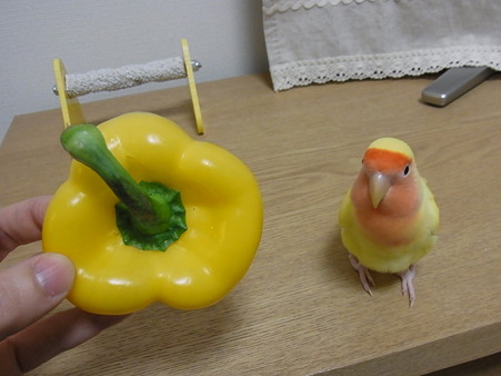 2011/1/19 パプリカとぴーたん