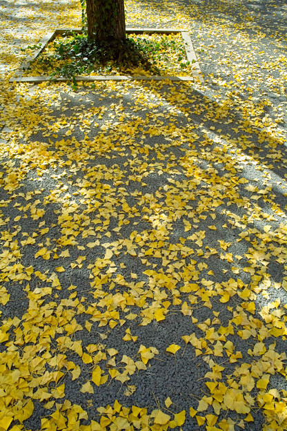 黄色い落ち葉
