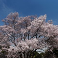 E57W0230_本丸横の桜